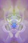 Star of Bethlehem and Iris in background Art Print